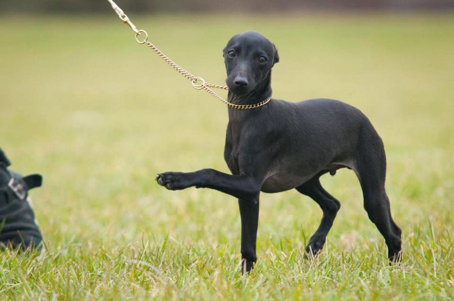 Bildgalerie Noblesse Oblige